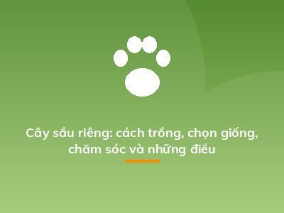 Cây sầu riêng: cách trồng, chọn giống, chăm sóc và những điều