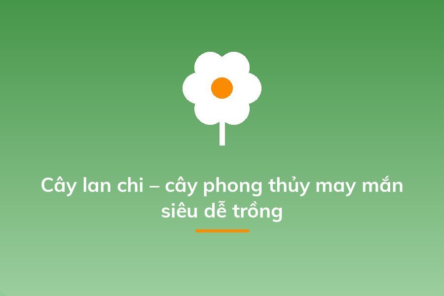 Cây lan chi – cây phong thủy may mắn siêu dễ trồng