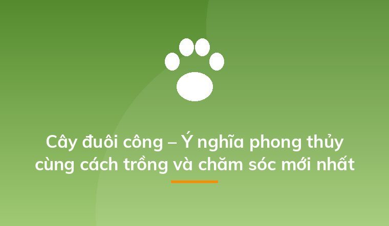 Cây đuôi công – Ý nghĩa phong thủy cùng cách trồng và chăm sóc mới nhất