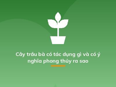 Cây trầu bà có tác dụng gì và có ý nghĩa phong thủy ra sao