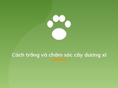 Cách trồng và chăm sóc cây dương xỉ
