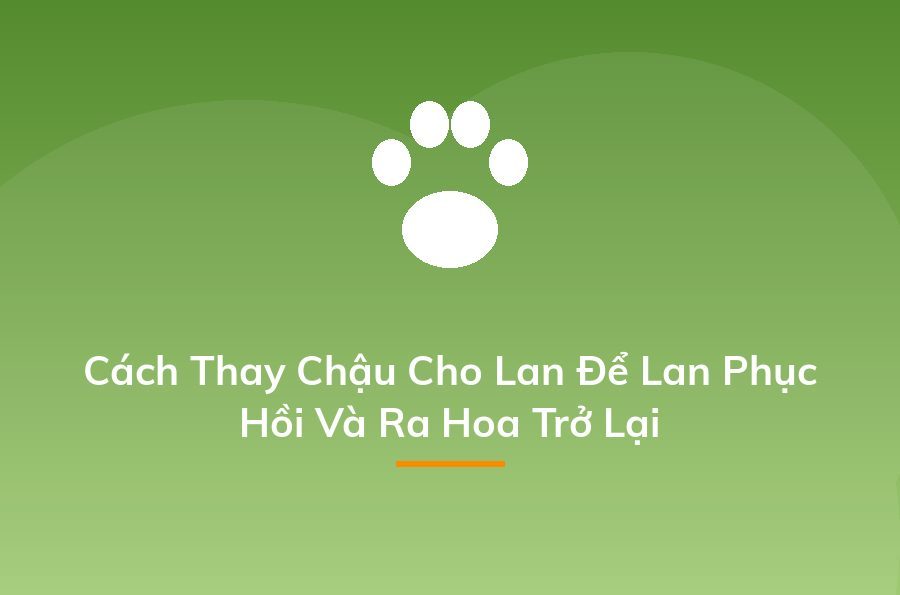 Kinh doanh cây cảnh - cách kiếm "một vốn bốn lời" nhanh nhất - Sapo