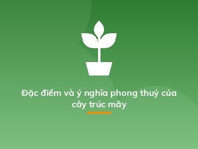 Đặc điểm và ý nghĩa phong thuỷ của cây trúc mây
