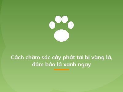 Cách chăm sóc cây phát tài bị vàng lá, đảm bảo lá xanh ngay