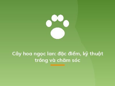 Cây hoa ngọc lan: đặc điểm, kỹ thuật trồng và chăm sóc