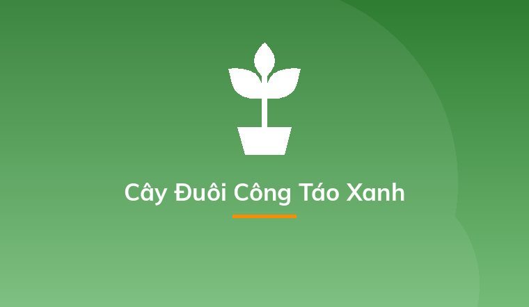 Cây Đuôi Công Táo Xanh