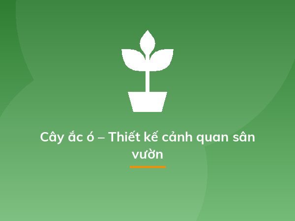Cách trồng dạ yến thảo từ 1 nắm hạt cây, dễ ợt mà kết quả "hú hồn