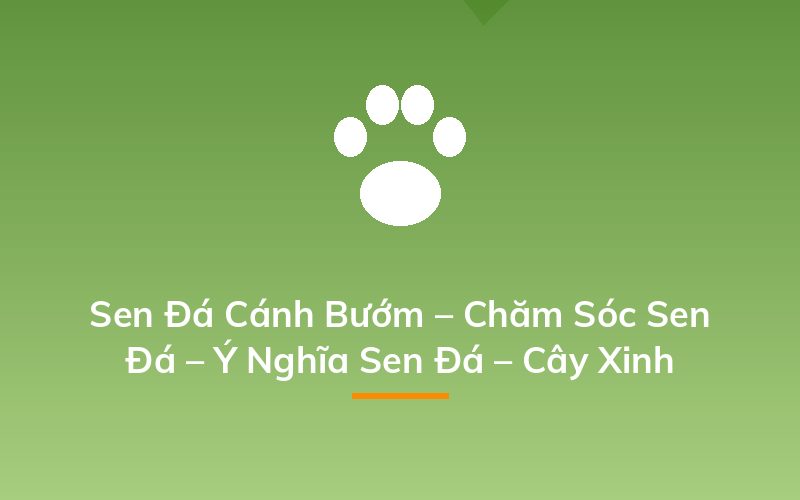 Sen Đá Cánh Bướm – Chăm Sóc Sen Đá – Ý Nghĩa Sen Đá – Cây Xinh